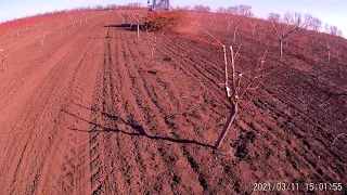 Вигортання гілок.ЮМЗ в роботі з Толкачем гілок-лози.