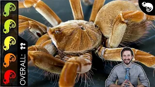 Goliath Birdeater, The Best Pet Tarantula?