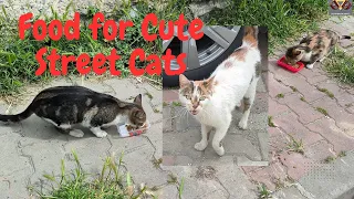 Food for Cute  Street Cats. #catmeow , #catfood , #happycats,  #cutecat, #catvideos , #streetcats,
