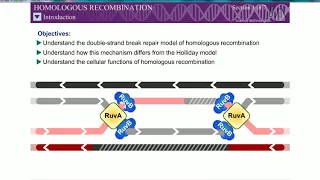 Homologous Recombination (Rec BCD Pathway/ Double strand break mechanism)