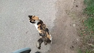 Cuddly kitten on the River street.🌿🐈💗