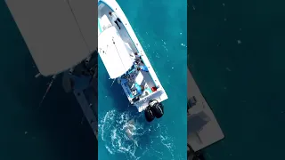 🦈🛥WATCH AS AN AGGRESSIVE BULL SHARK ATTACKS BOAT MOTOR AT LEAST 8 TIMES PROTECTING ITS TERRITORY
