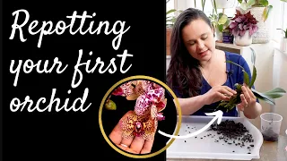 How to repot your first orchid | After blooming care | Mix and tools I use