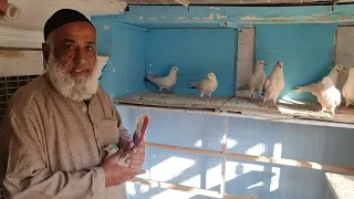 Recorde holder Patti walay Pigeons of Ustad Haji Yusuf