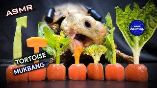 ASMR MUKBANG EATING 8 FOODS 🐢 Turtle Tortoise 144