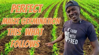 How to get Perfect maize germination and the activities that follows