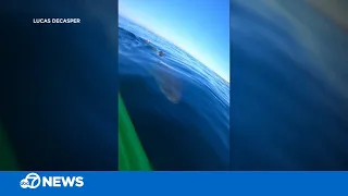 California kayaker has dangerously close encounter with great white shark