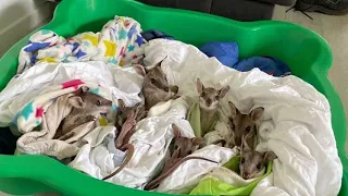 Детеныши валлаби, спасенные от страшных австралийских пожаров