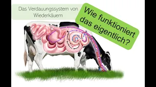 Das Verdauungssystem von Wiederkäuern - ein Erklärvideo