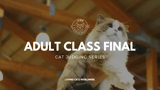 Cat judging: Adult Class Final from Seattle Cat Extravaganza 2023