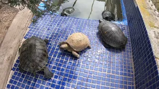 What happens if we pair a land turtle with water turtles? 🐢🐢(audio in spanish)