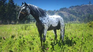 99% IMPOSSIBLE D'AVOIR CE CHEVAL ! RED DEAD REDEMPTION 2