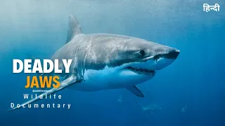 Deadly Jaws - हिन्दी डॉक्यूमेंट्री, Wild Africa | Wildlife documentary in Hindi