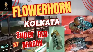 kolkata flowerhorn fish fram & lowest price best fish...    vlog-37 #viral#fish #flowerhorn#trending
