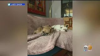 LAPD: Woman Returns Lady Gaga's Stolen French Bulldogs To Police