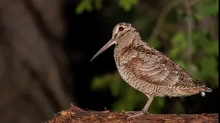 Слуква або вальдшнеп (Scolopax rusticola). The Eurasian woodcock