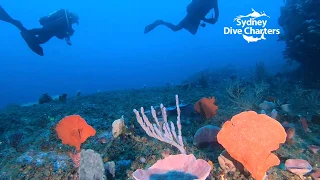 Dive Sydney scuba diving Sponge Gardens @ Outer Colours best dive site