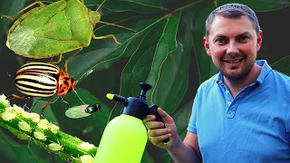 Get rid of bedbugs, Colorado potato beetles, aphids and black aphids with this homemade BIO solution