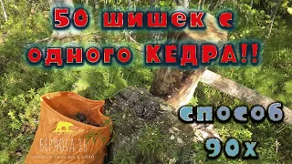 Я в ШОКЕ 50 шишек с одного кедра!! Добыча кедрового ореха  !! Способ из 90х или СССР !! Подпишись !!