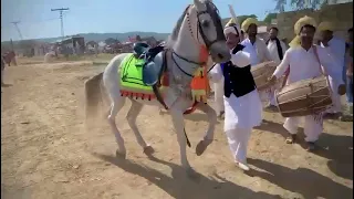 Horse Dancing #horse #horseriding #mirpur