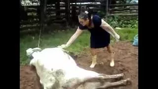 Корова легнула в лицо Жесть