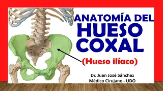 🥇 HUESO COXAL - HUESO ILÍACO, Anatomía. Fácil y Sencillo