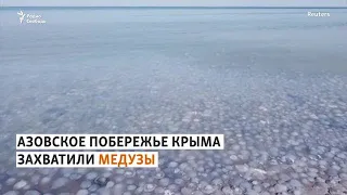 Медузы угрожают Азовскому морю