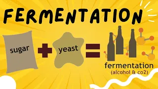 Fermentation explained in 3 minutes - Ethanol and Lactic Acid Fermentation