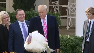 President Trump pardons Thanksgiving turkey