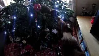 Cat & Dog play fighting in Christmas tree