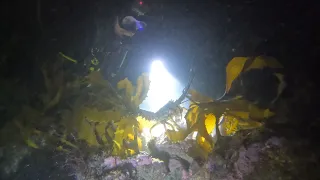 Scuba diving for Crayfish at night, Lee breakwater, New Plymouth.