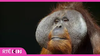 Orangutan's - a lesson on animal enrichment | The Zoo | @RTÉ Kids