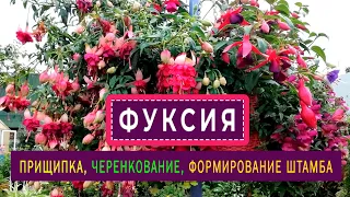 ФУКСИЯ Прищипка, черенкование, формирование штамба