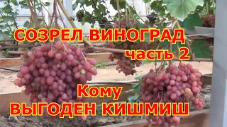 ч 2  СОЗРЕЛ ВИНОГРАД, КРИТЕРИИ СПЕЛОСТИ. И кому  ВЫГОДЕН КИШМИШ.