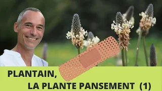 Plantain lancéolé