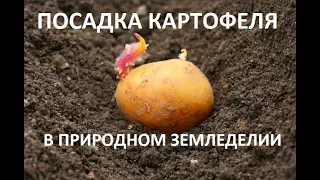 Посадка картофеля в природном земледелии.