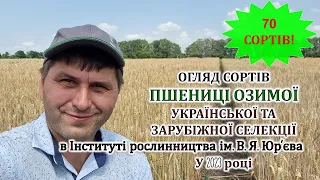 Огляд 70 сортів пшениці озимої української та зарубіжної селекції