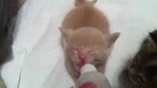 4 Week Old Kittens Bottle Feeding