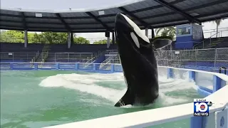 Vigil to be held for captive orca Lolita who died from renal condition at Miami Seaquarium