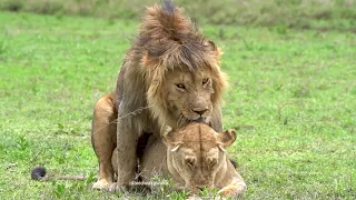 Lions mating successfully. THE LIONESS SMACKS THE MALE SAYING ENOUGH