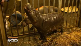 Un soin de la peau pour les hippopotames nains (S13E27) - Une Saison au Zoo