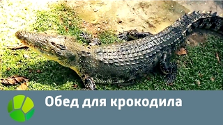 Обед для крокодила | Живая Планета