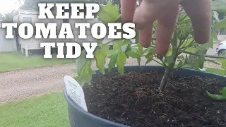 Keep Your Tomato Plants Tidy Full Time Caravan Life