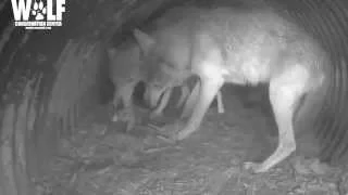 Dinner Time for Red Wolf Parents and Pups