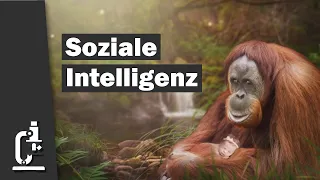 Soziale Intelligenz bei Kleinkindern (Was unterscheidet Affen von Menschen?)