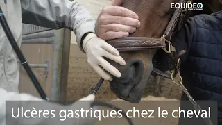 Attention, votre cheval ou poney est peut-être atteint d'ulcères gastriques ?