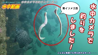 [Japanese underwater video] Fishing spot in Osaka.