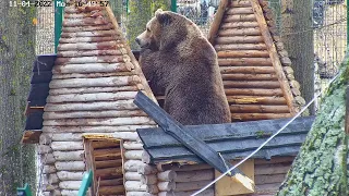 Как медведь разбирает избушку?  / The bear disassembles the hut