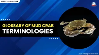 Glossary of Mud Crab Terminologies