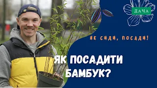 Як посадити бамбук? Фази Росту Бамбука. Як Правильно Доглядати за Бамбуком?